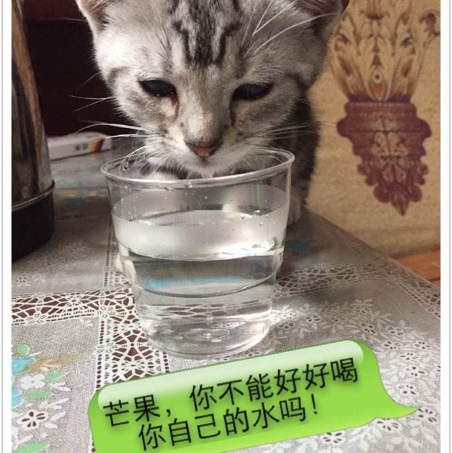 怎么买日本广岛大学文凭毕业证